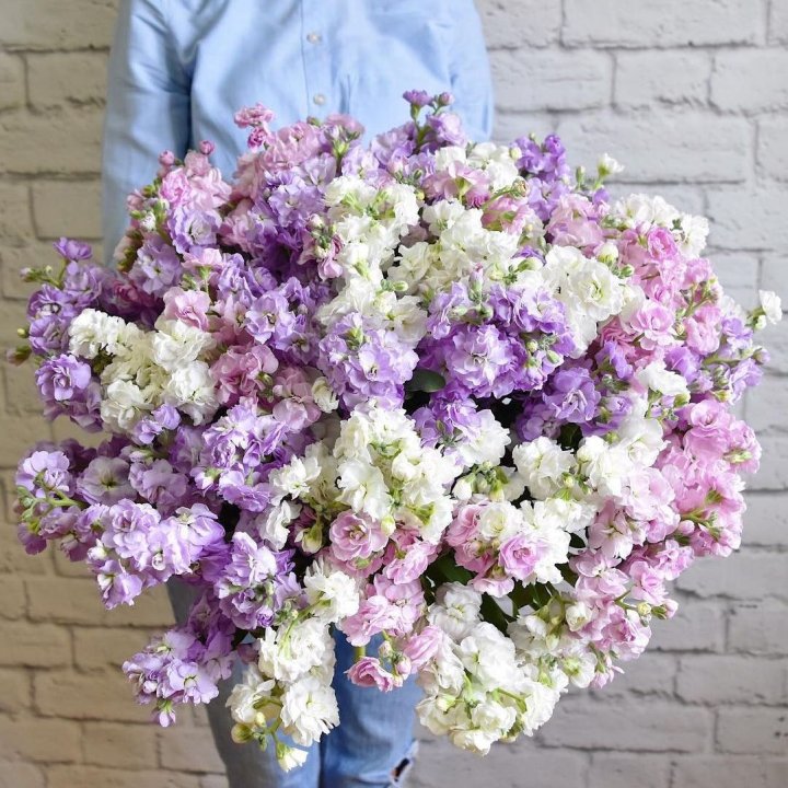 Облако маттиол в Новокузнецке