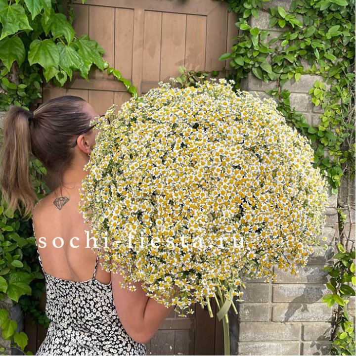 101 ромашка в Новокузнецке