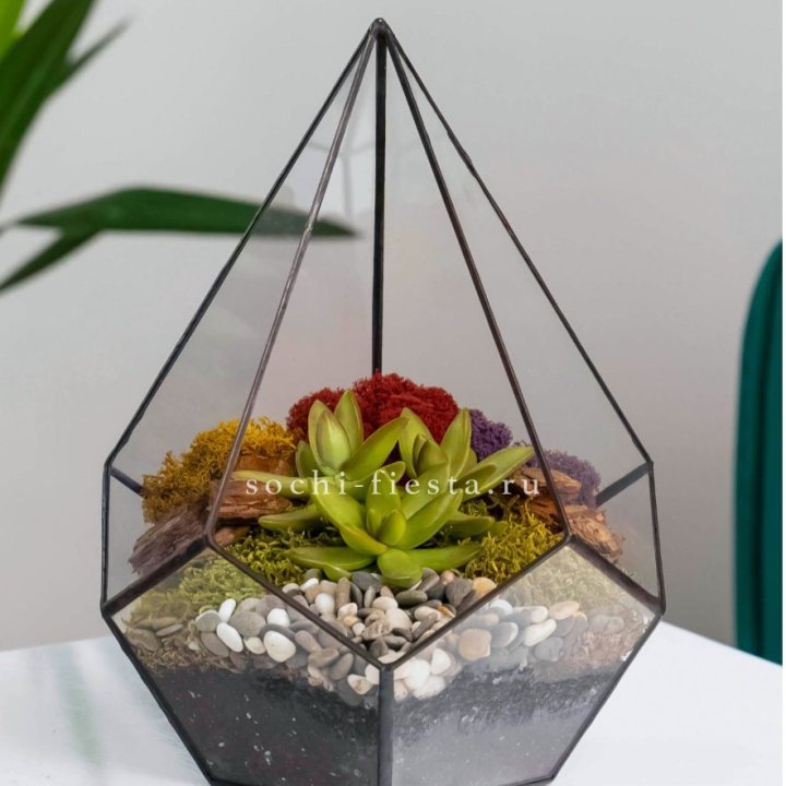 Флорариум Капля с суккулентом в Новокузнецке