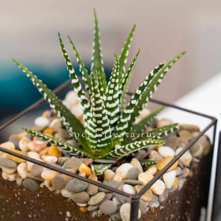 Флорариум Кубик с суккулентом Хавортия в Новокузнецке