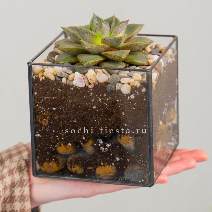 Флорариум Кубик с суккулентом Каменная роза в Новокузнецке