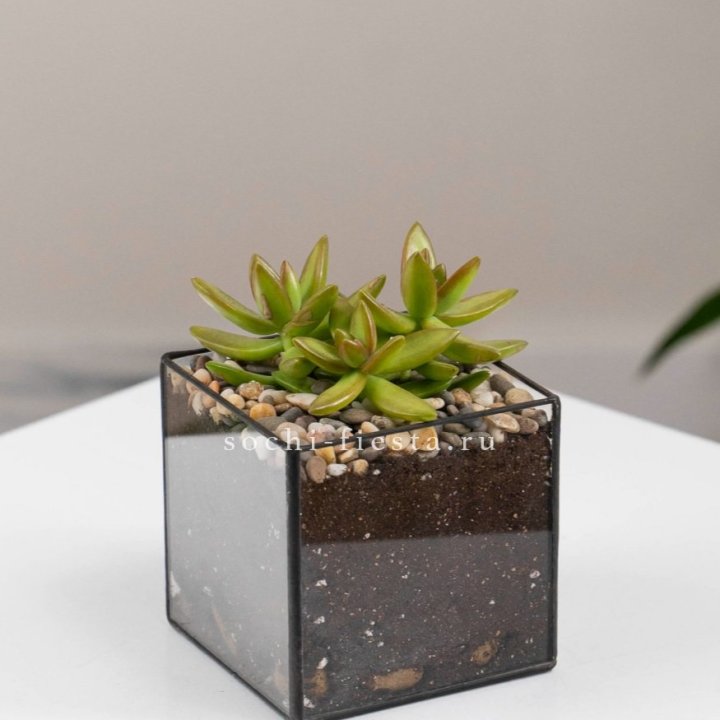 Флорариум Кубик с суккулентом Седум в Новокузнецке