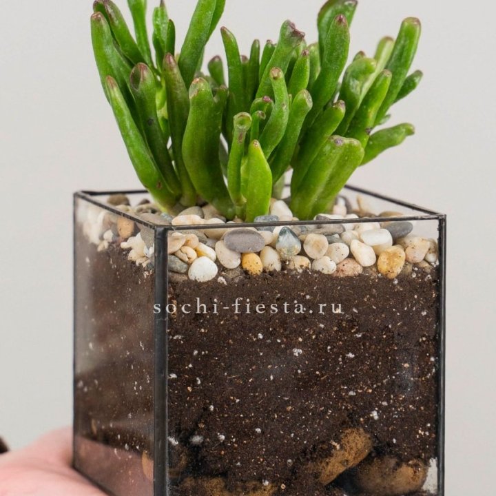 Флорариум Кубик с суккулентом Хоббит в Новокузнецке