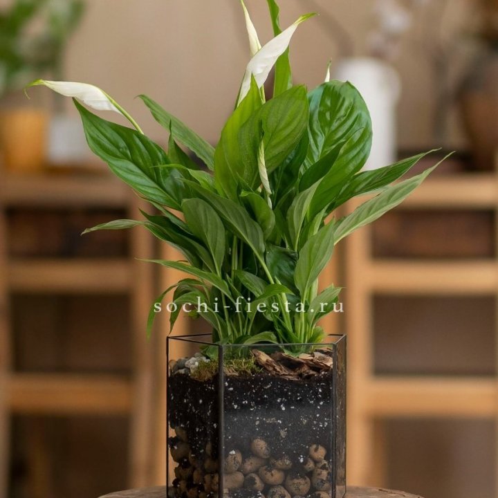 Спатифиллум в кашпо Пятиугольник в Новокузнецке