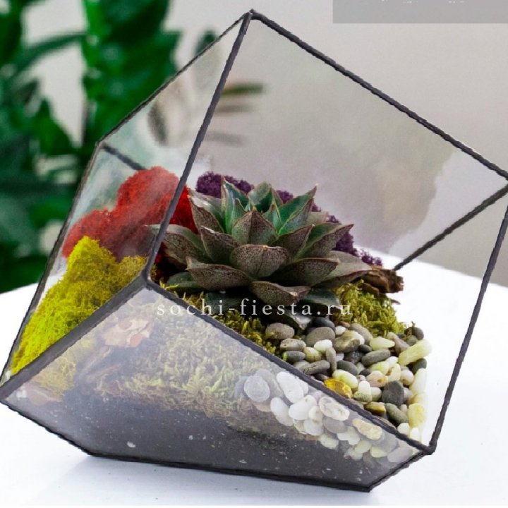 Флорариум Куб усеченный с суккулентом Каменная роза в Новокузнецке