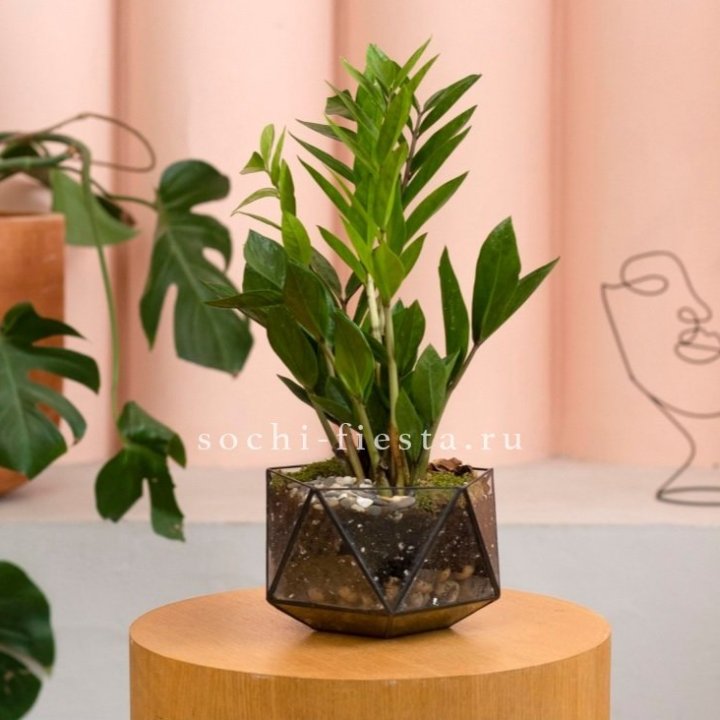 Замиокулькас в кашпо Икосаедр в Новокузнецке