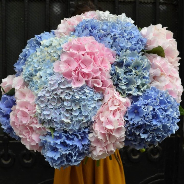 Букет гортензий "Фонтан" в Новокузнецке