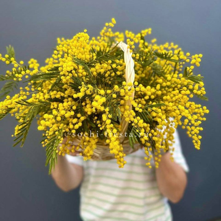 Весенняя корзина мимозы в Новокузнецке