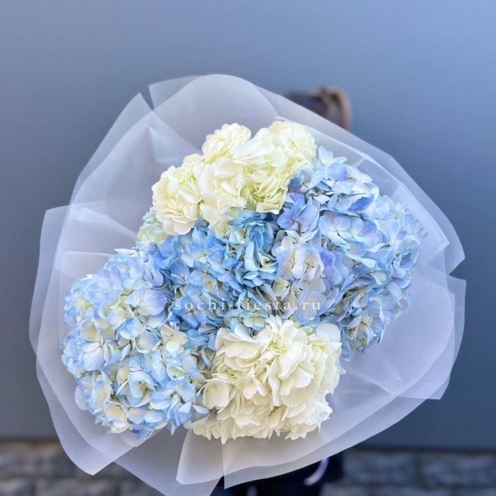 5 бело-голубых гортензий в Новокузнецке