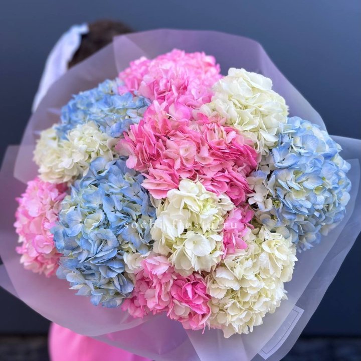 11 гортензий микс в Новокузнецке