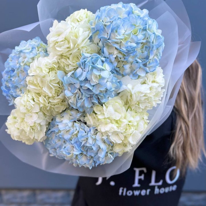 9 бело-голубых гортензий в Новокузнецке