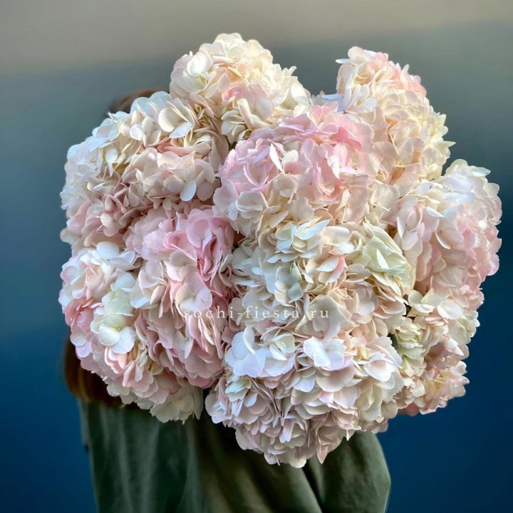Охапка розовой гортензии в Новокузнецке