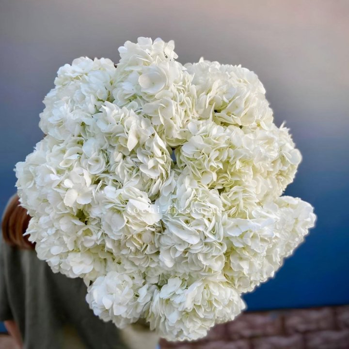 Охапка белой гортензии в Новокузнецке