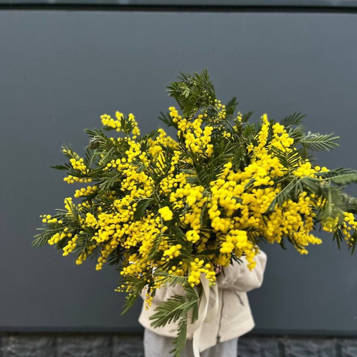 Охопка мимозы в Новокузнецке