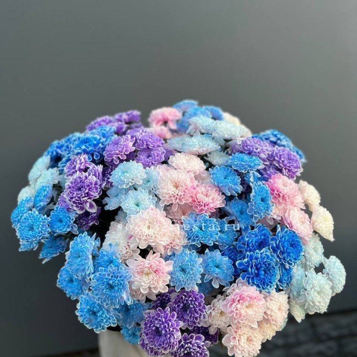 25 цветных хризантем в Новокузнецке