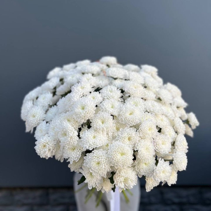  25 хризантем белых в Новокузнецке