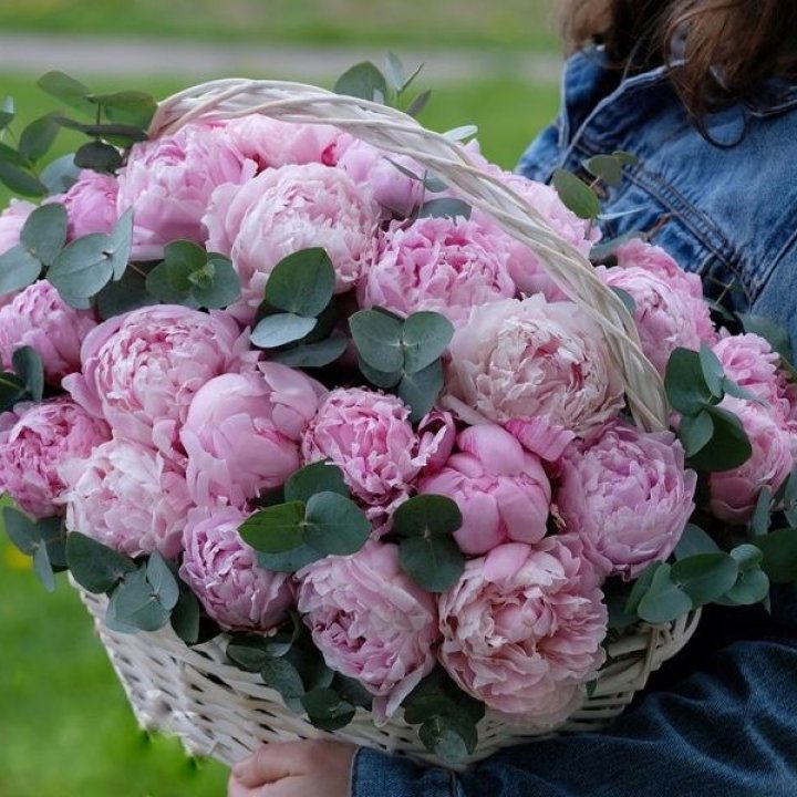 51 пион в корзине в Новокузнецке