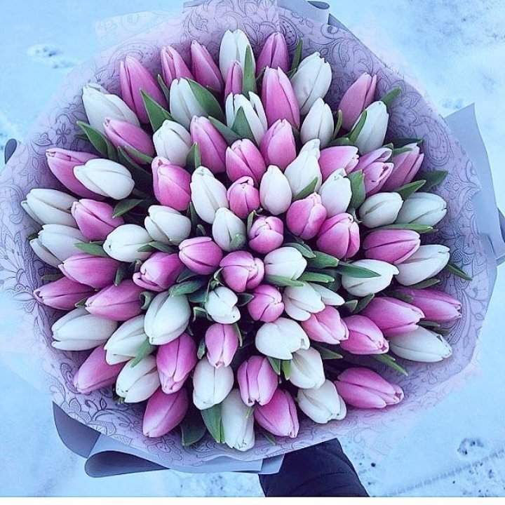 101 тюльпан "Лолипоп" в Новокузнецке